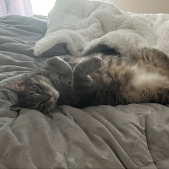 Meet your Posher, Stacey - Picture 4 of 6